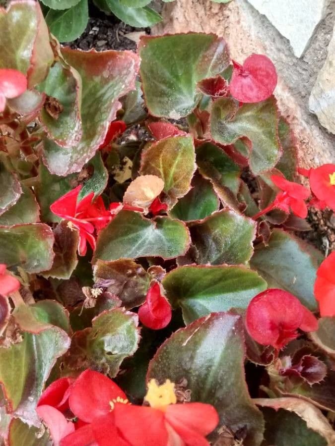 Begonia cucullata 20