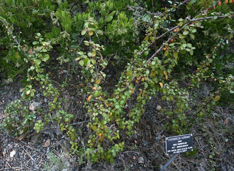 Ribes 6