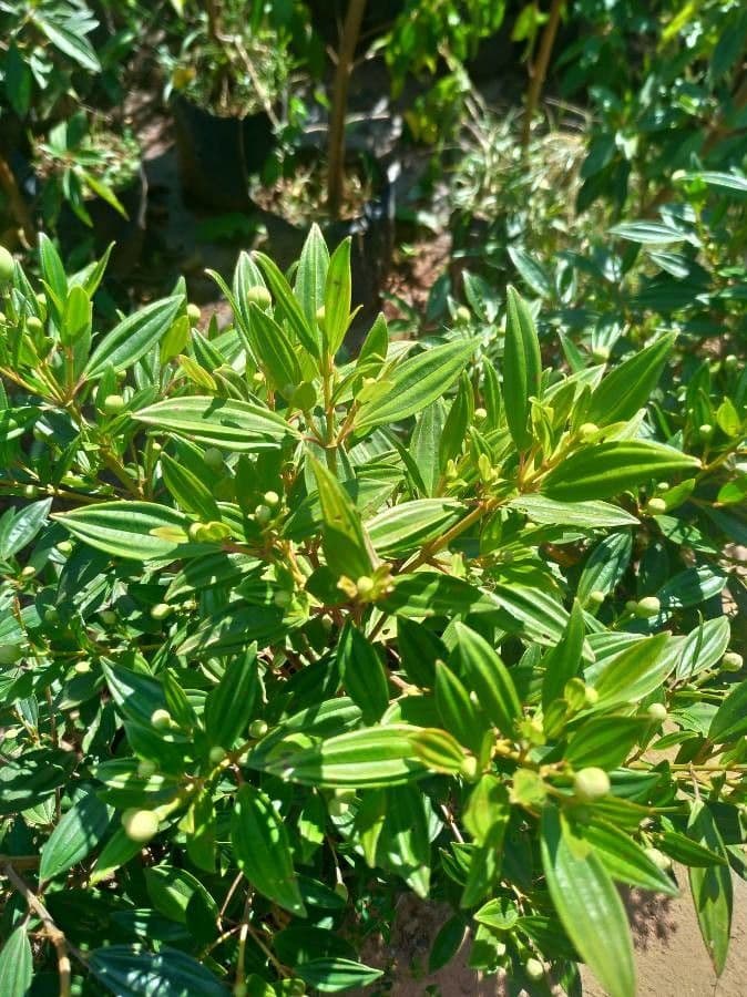 Glory bush 12