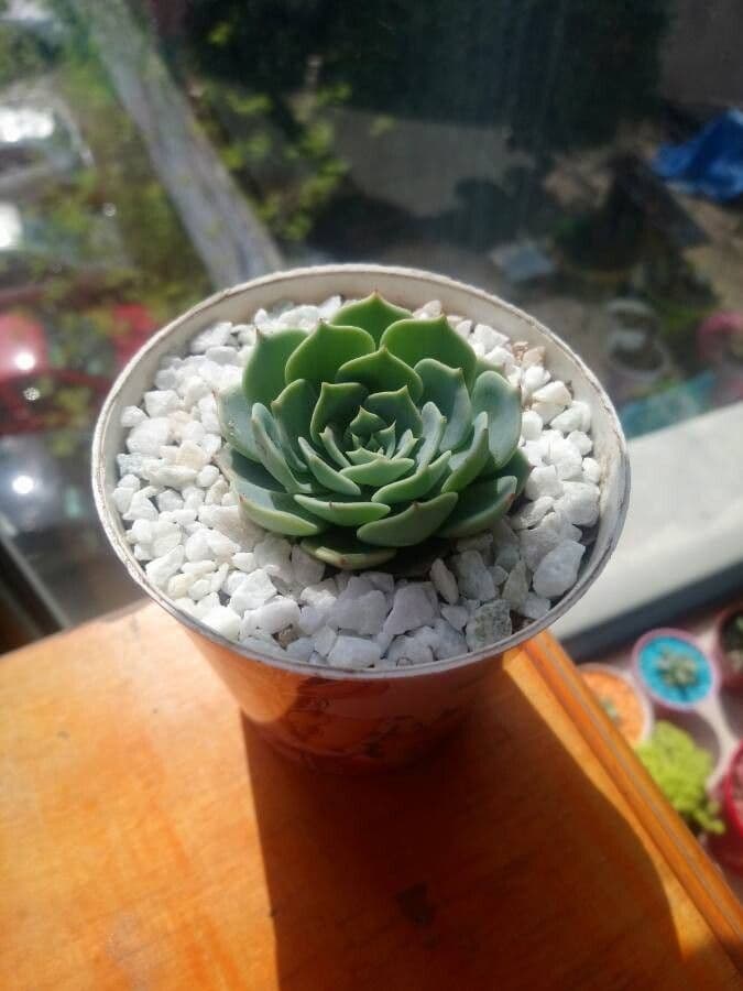 Echeveria elegante 18
