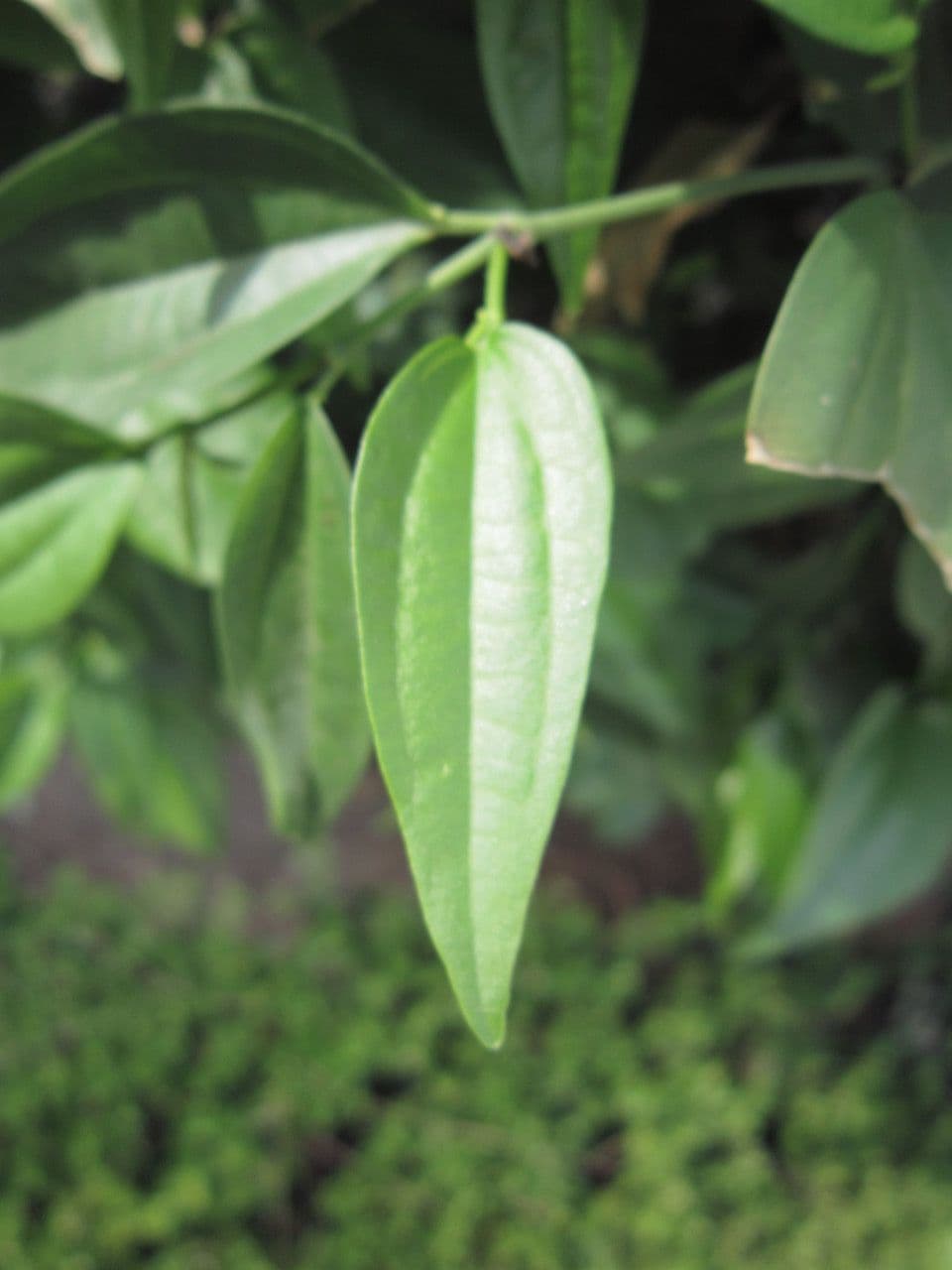 Baum-Pfeffer 12