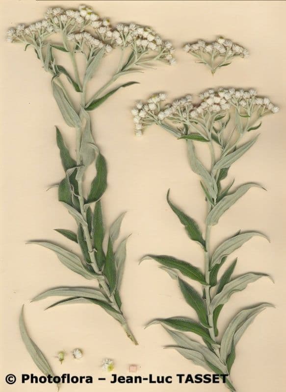 Gedrängte Ruhrdistel 9