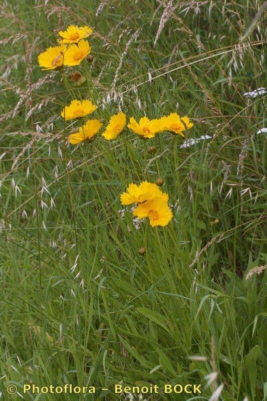 Coreopsis lanceolata 28