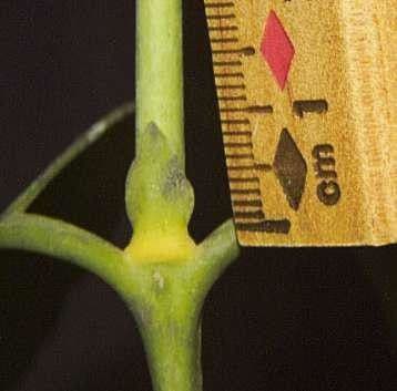 Posoqueria latifolia 17