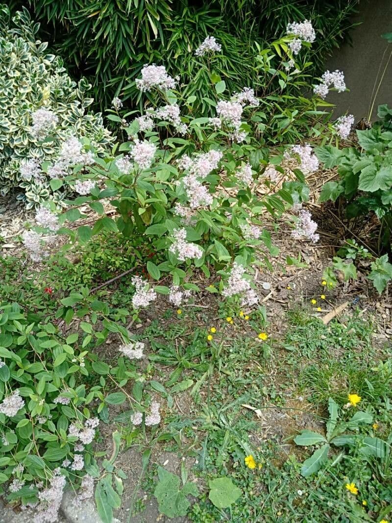 Ceanothus americký 14