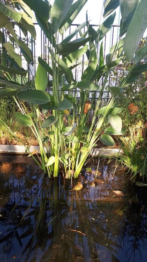 Thalia dealbata 7