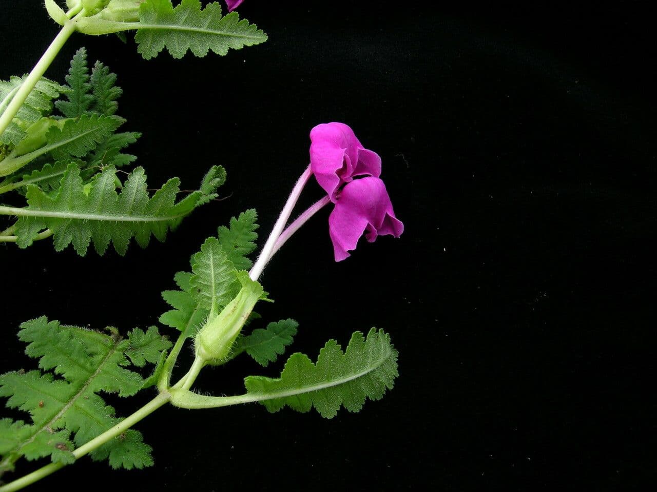 Pedicularis 5