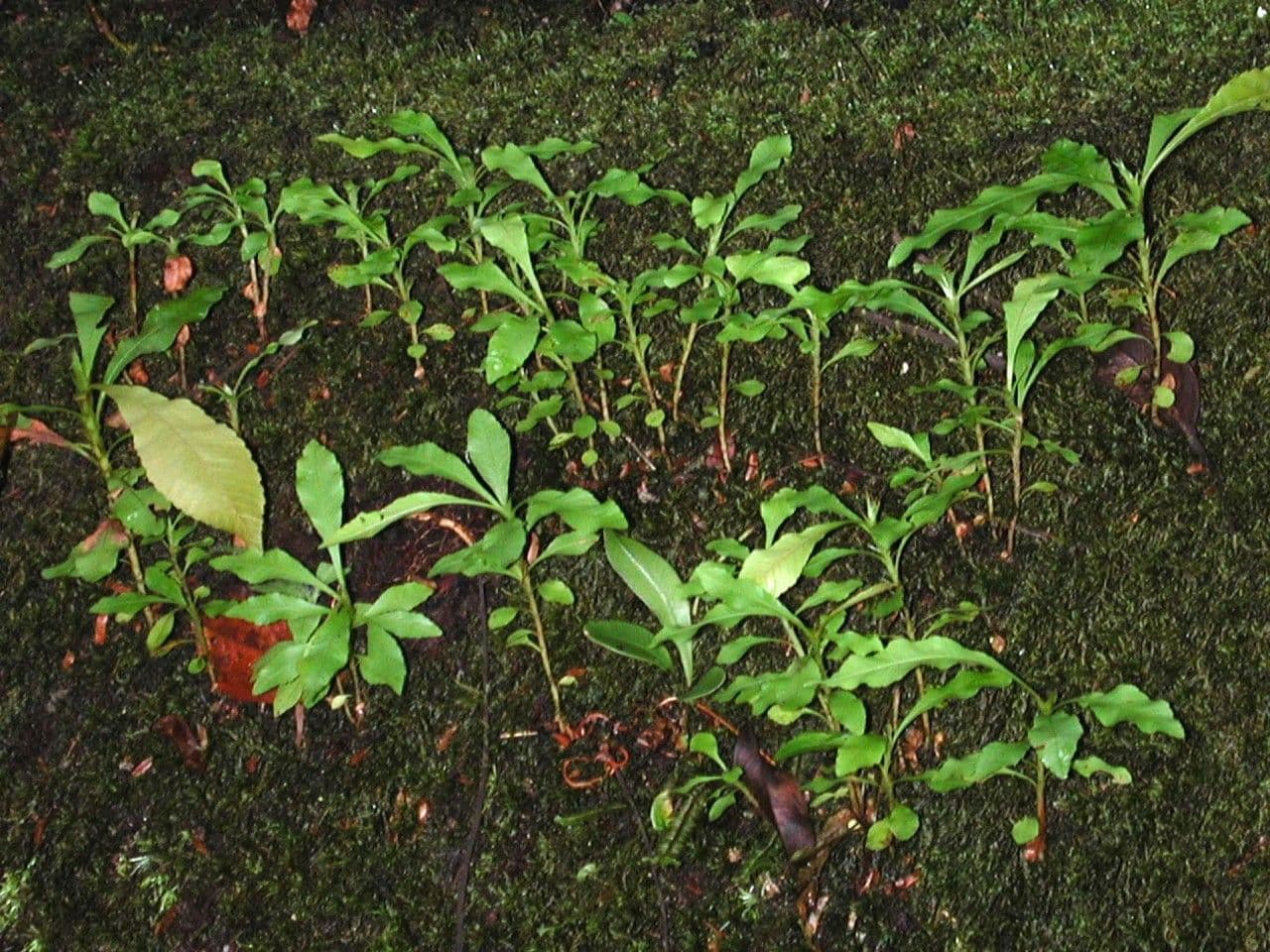 Cespedesia 12
