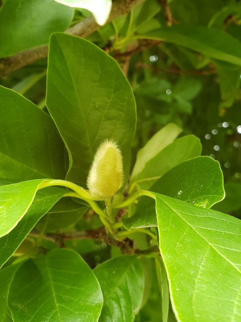 Magnolier 27