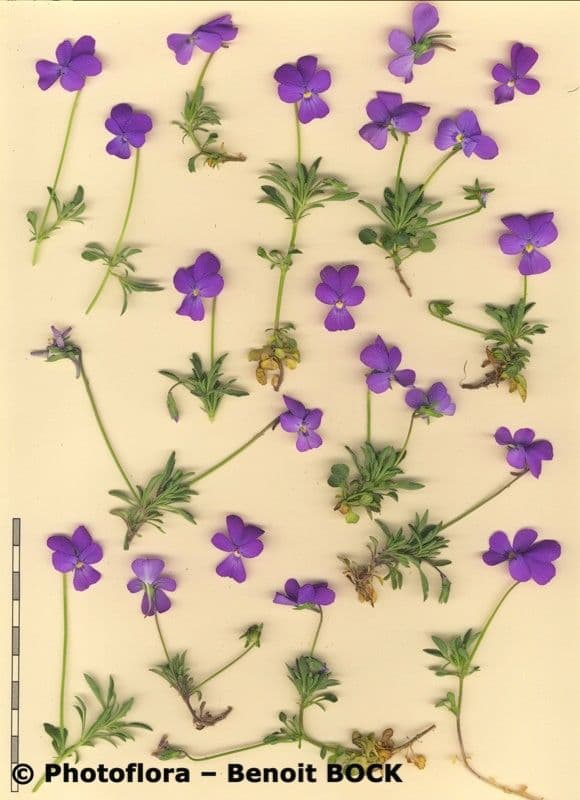 Viola 12