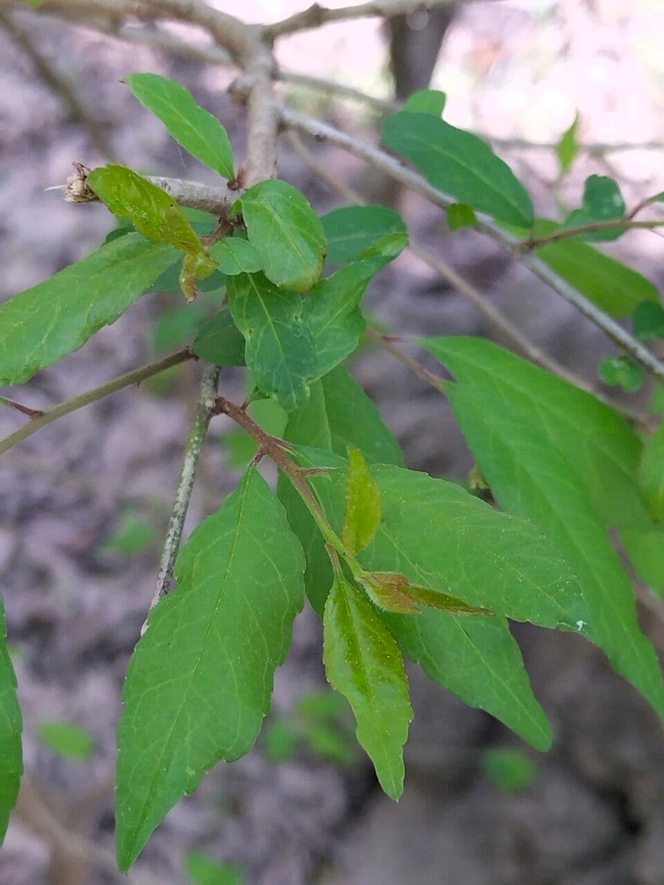 Schmalblättriger Apfel 3