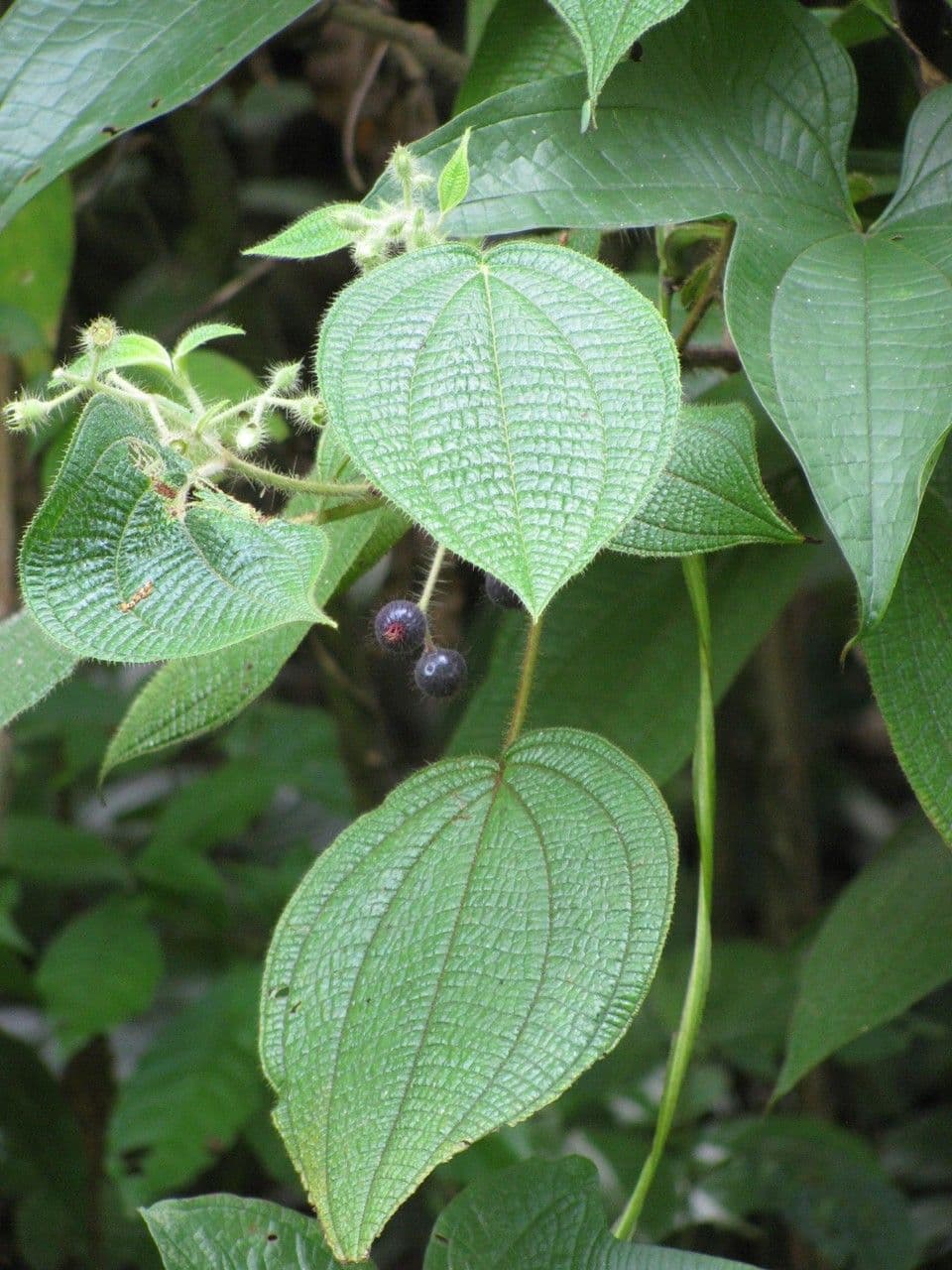 Clidemia octona 7