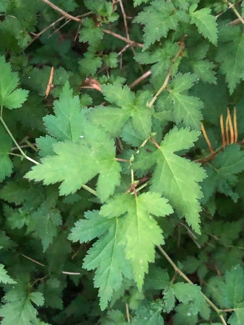 Neillia incisa 13