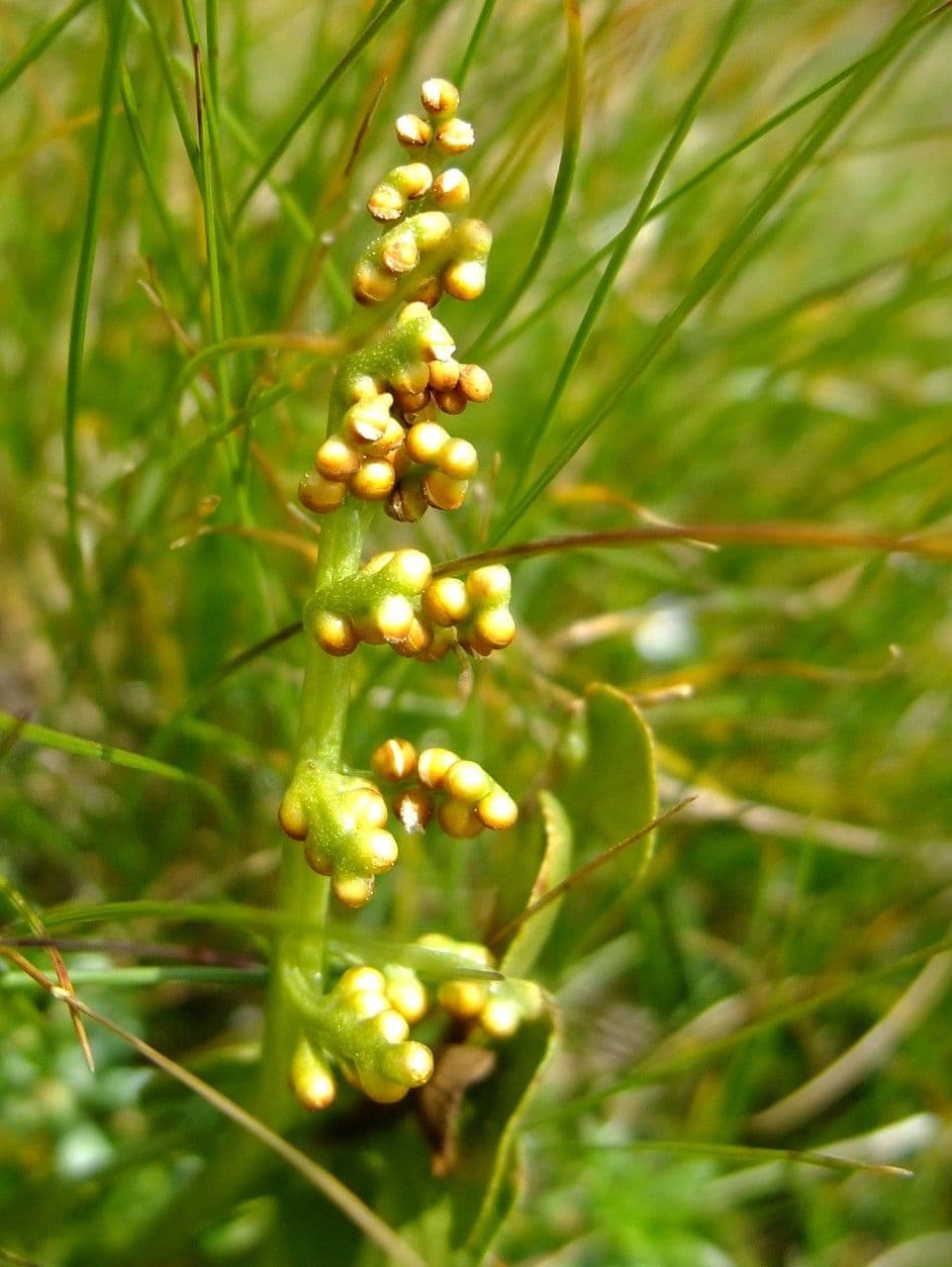 Echte Mondraute 8