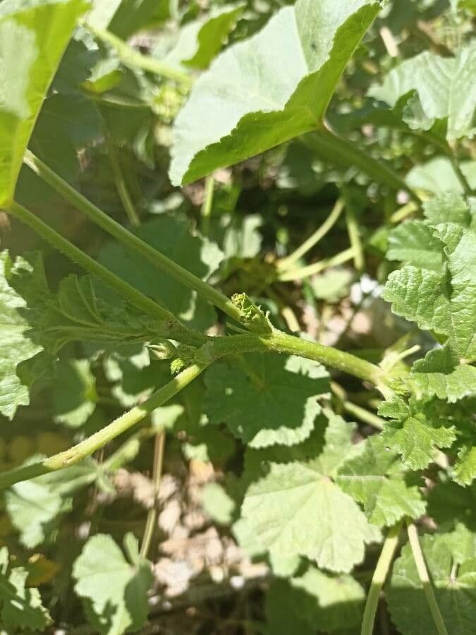 Malva minore 25