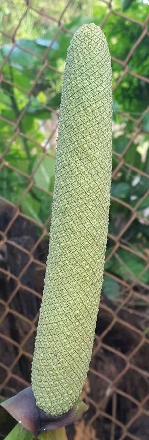 Anturio 3