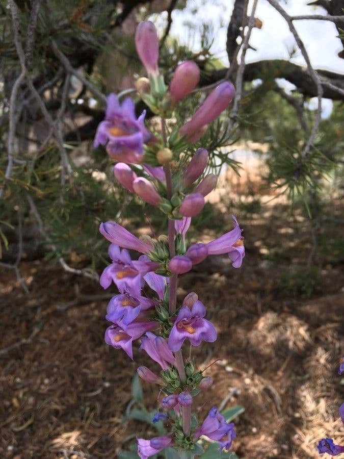 Penstemon secundiflorus 3