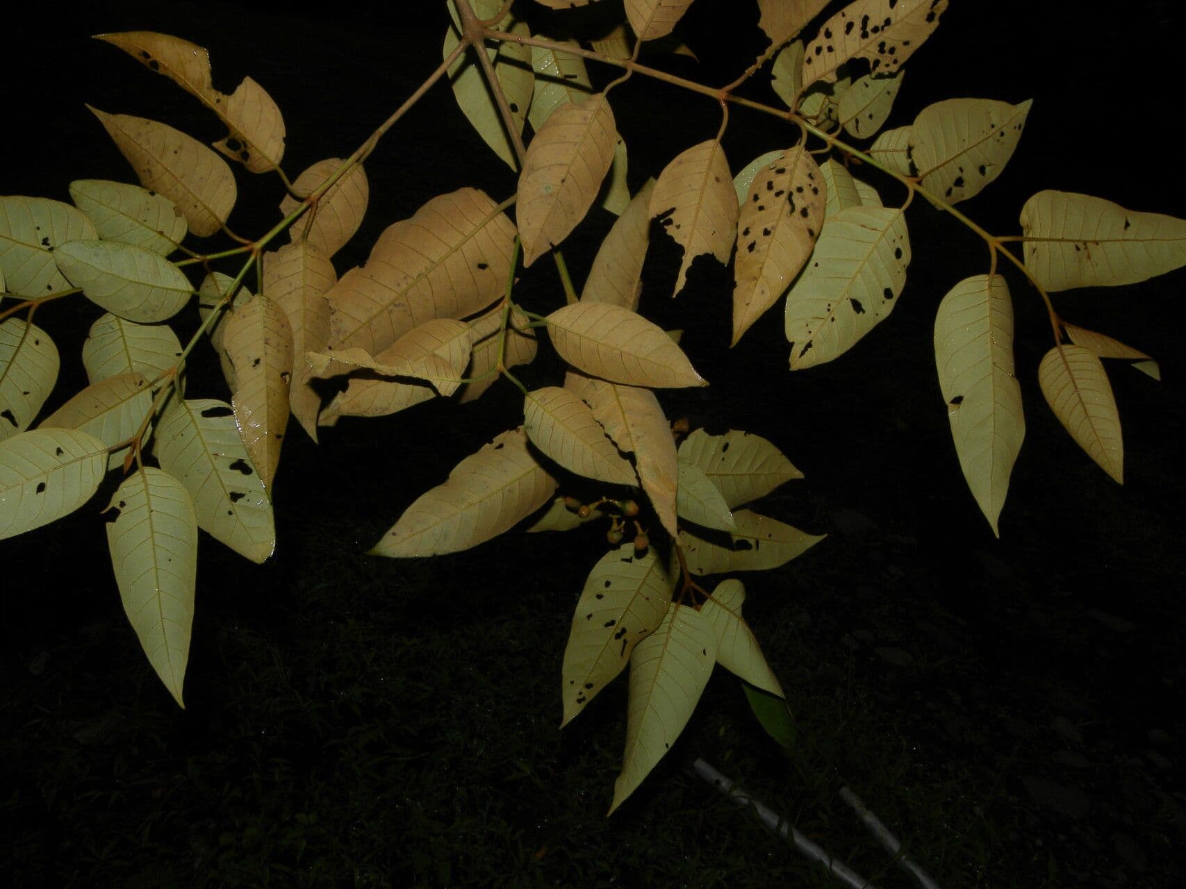 Vismia baccifera 11