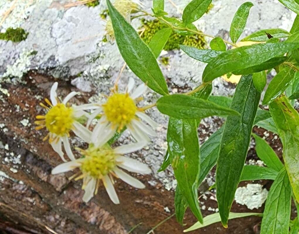 Doellingeria umbellata 5