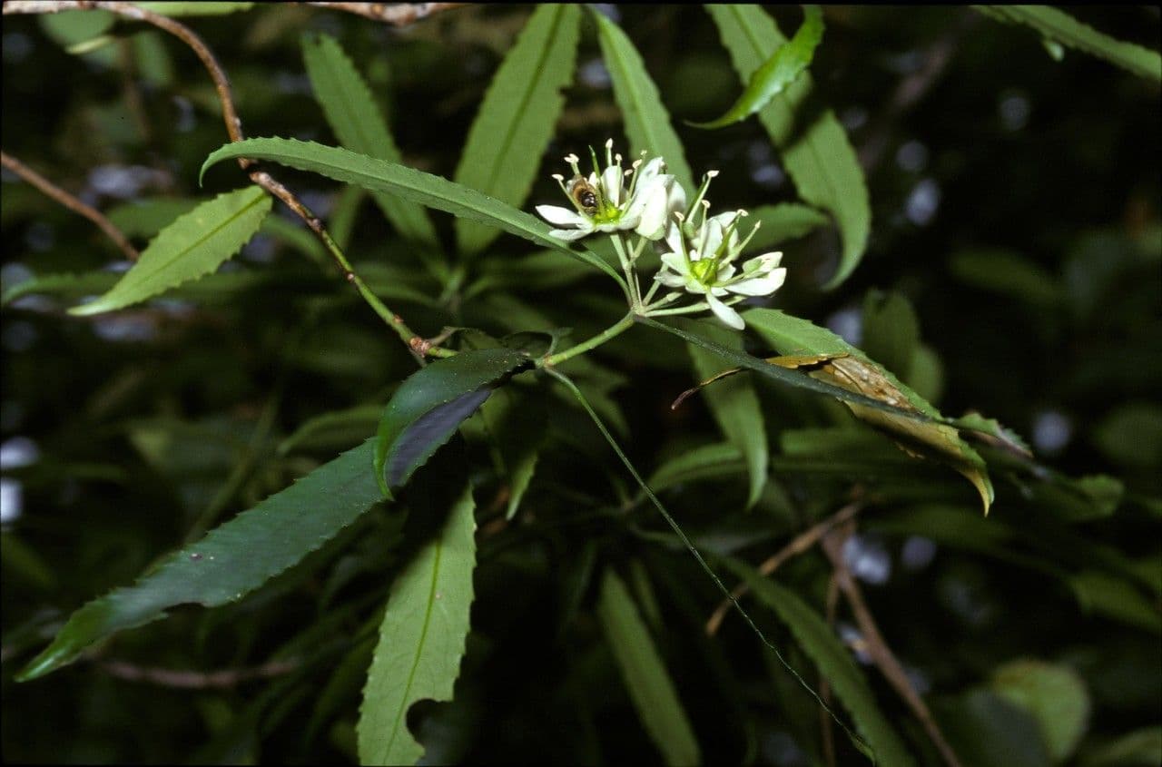 Ixerba