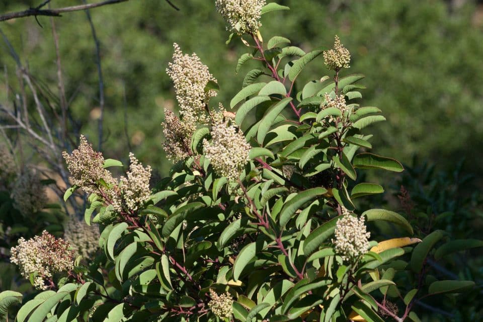 Malosma 7