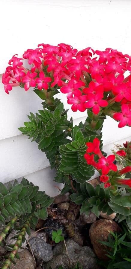 Crassula scarlatta 8