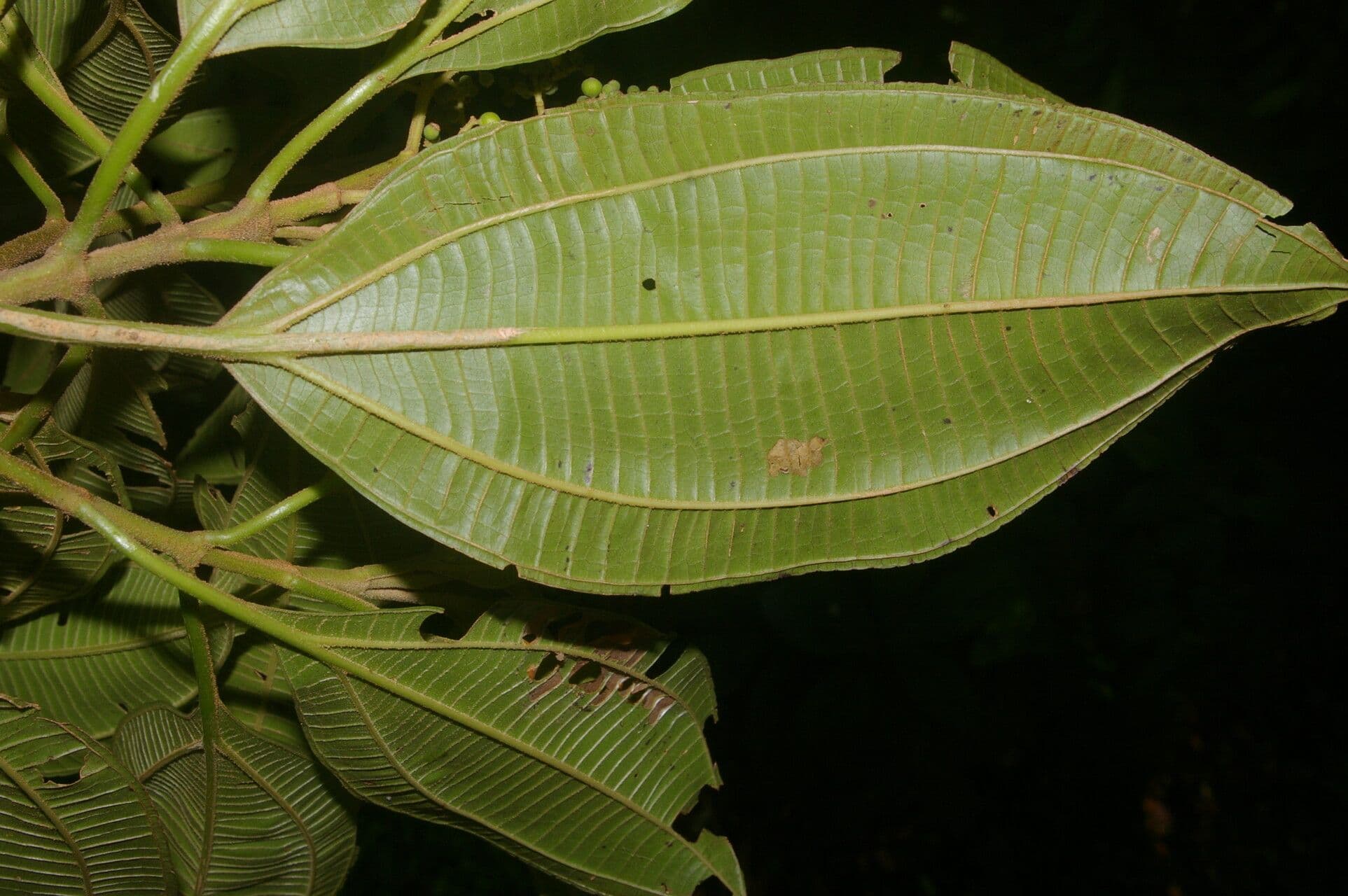 Miconia theizans 5