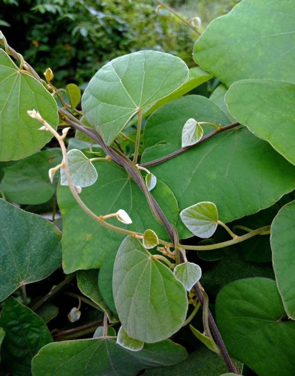 Cissampelos pareira 12
