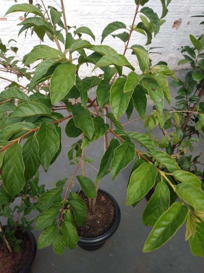 Campomanesia xanthocarpa 16