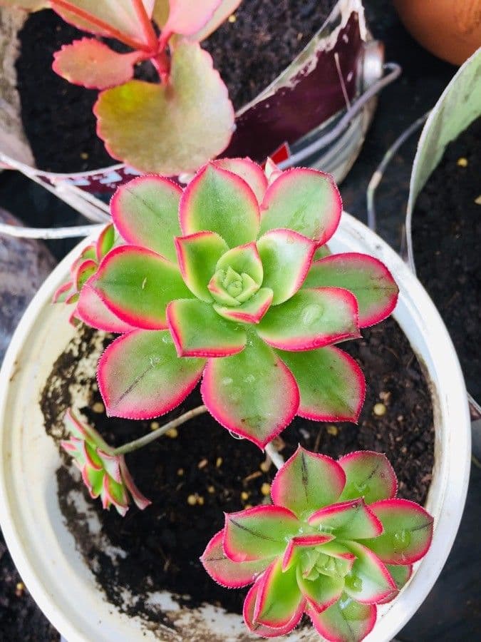 Aeonium di Haworth 15