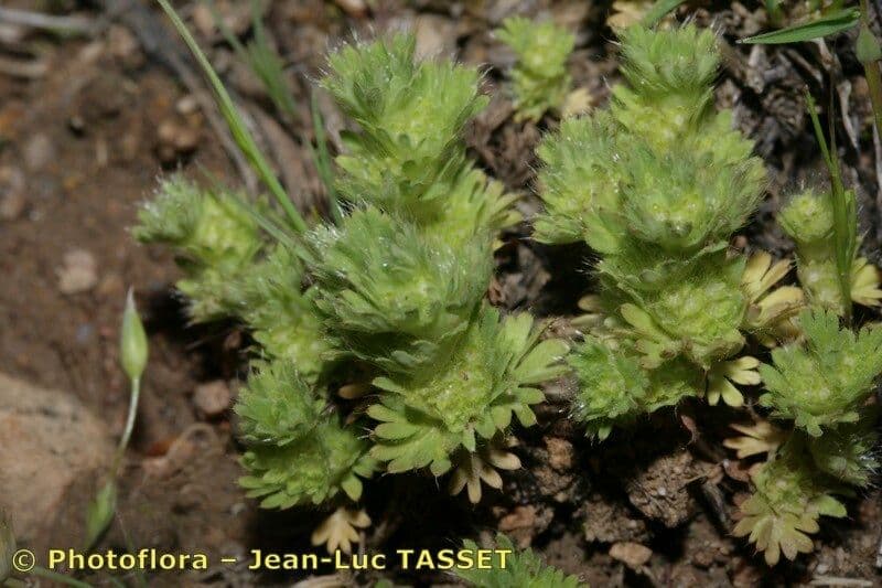 Aphanes cornucopioides