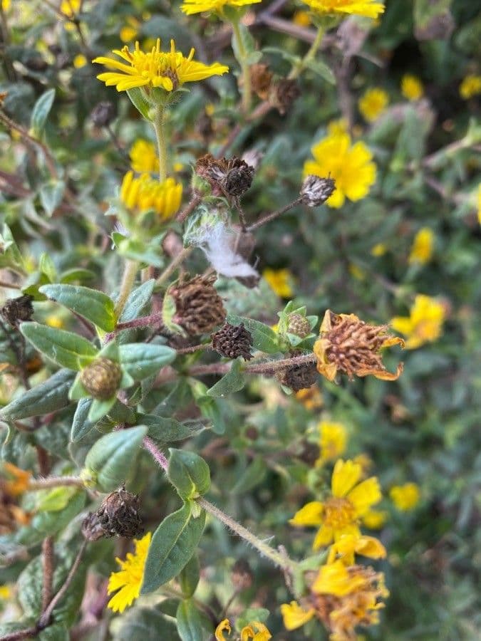 Guizotia scabra