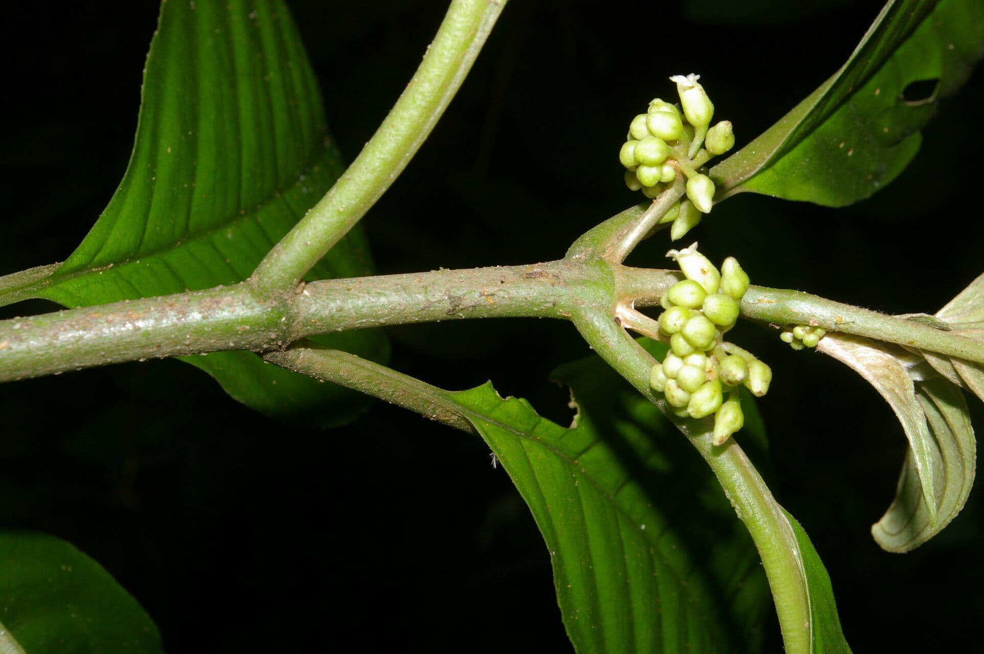 Besleria 12