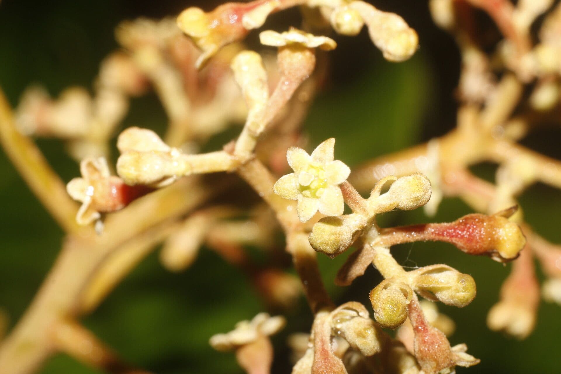 Rhodostemonodaphne 6
