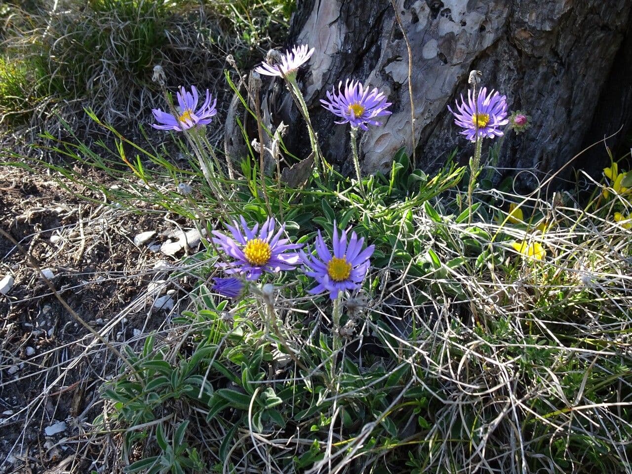 Alpen-Aster 11