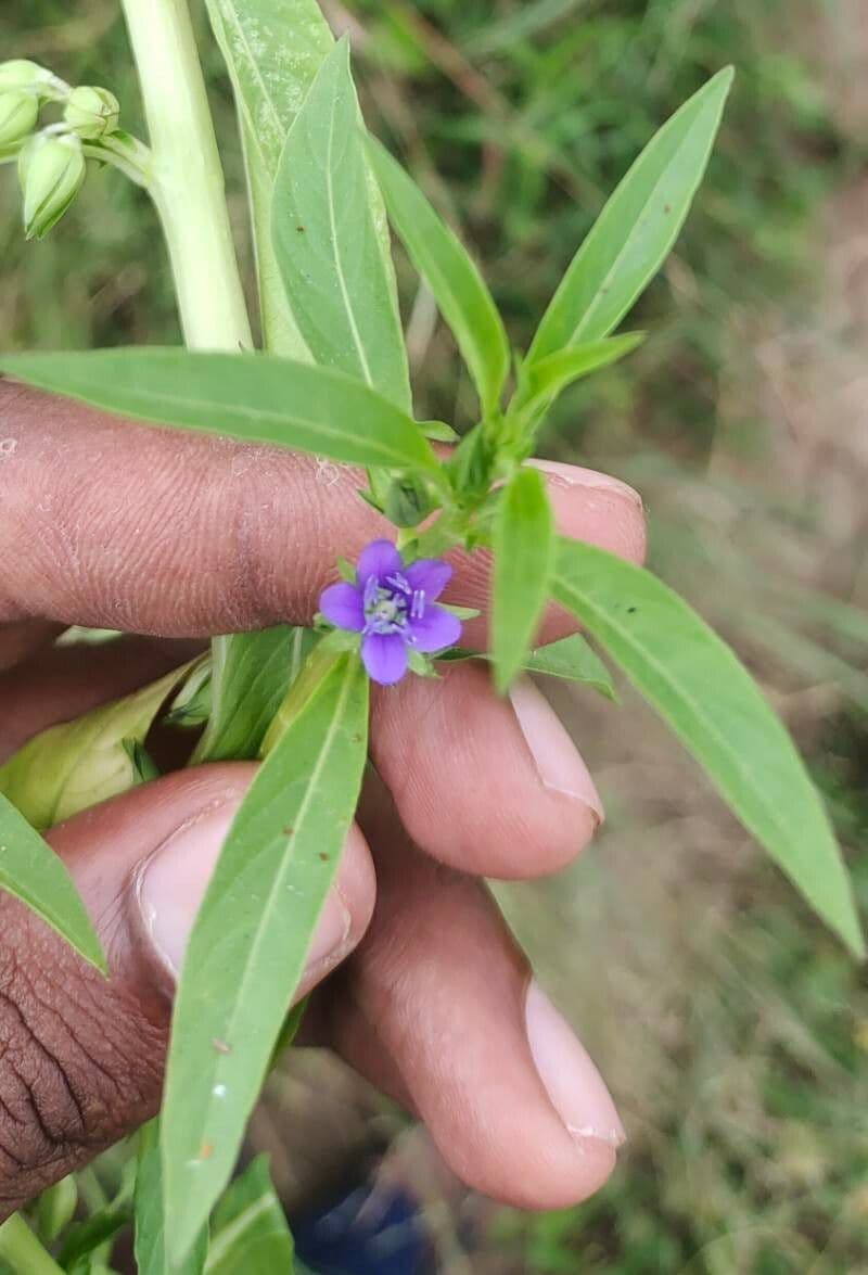 Hydrolea 3