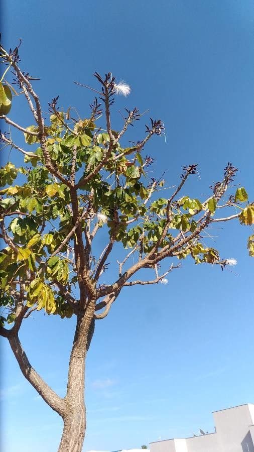 Pseudobombax grandiflorum 4