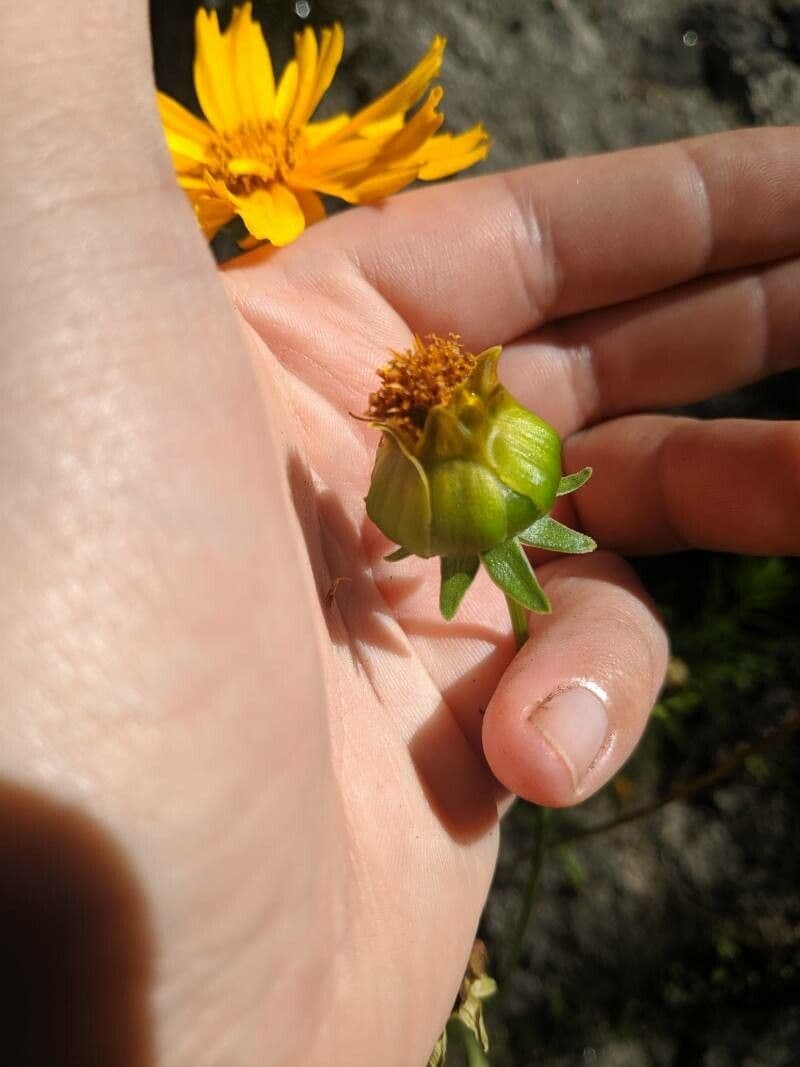 Coreopsis lanceolata 2