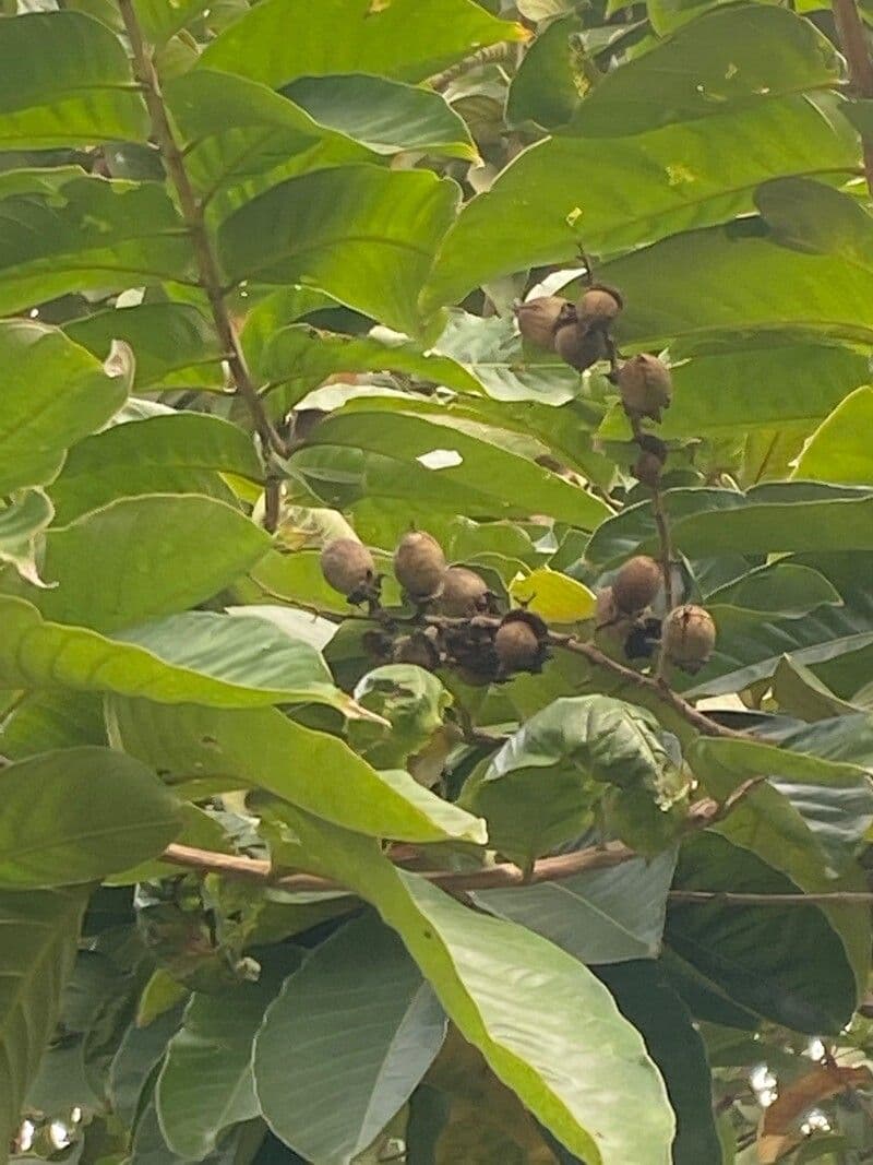 Holarrhena pubescente