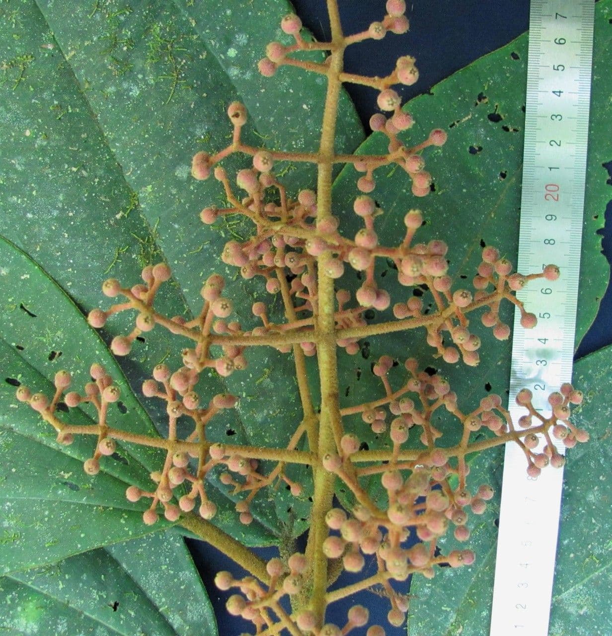 Miconia 5