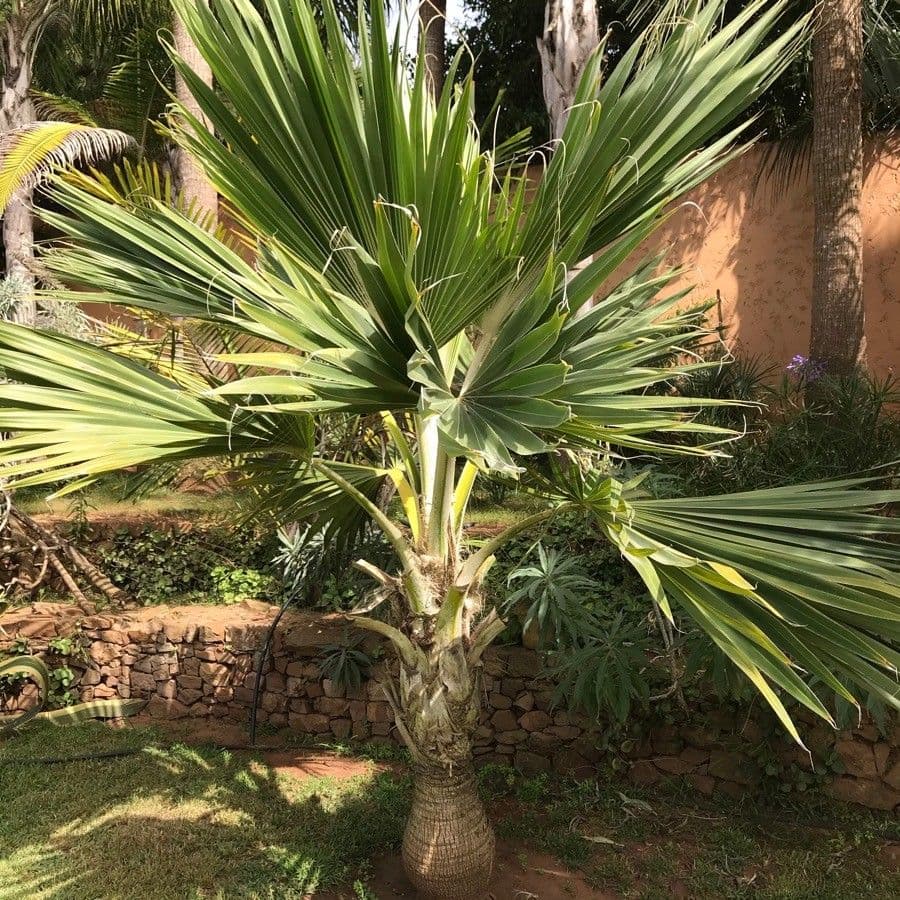Pritchardia 5