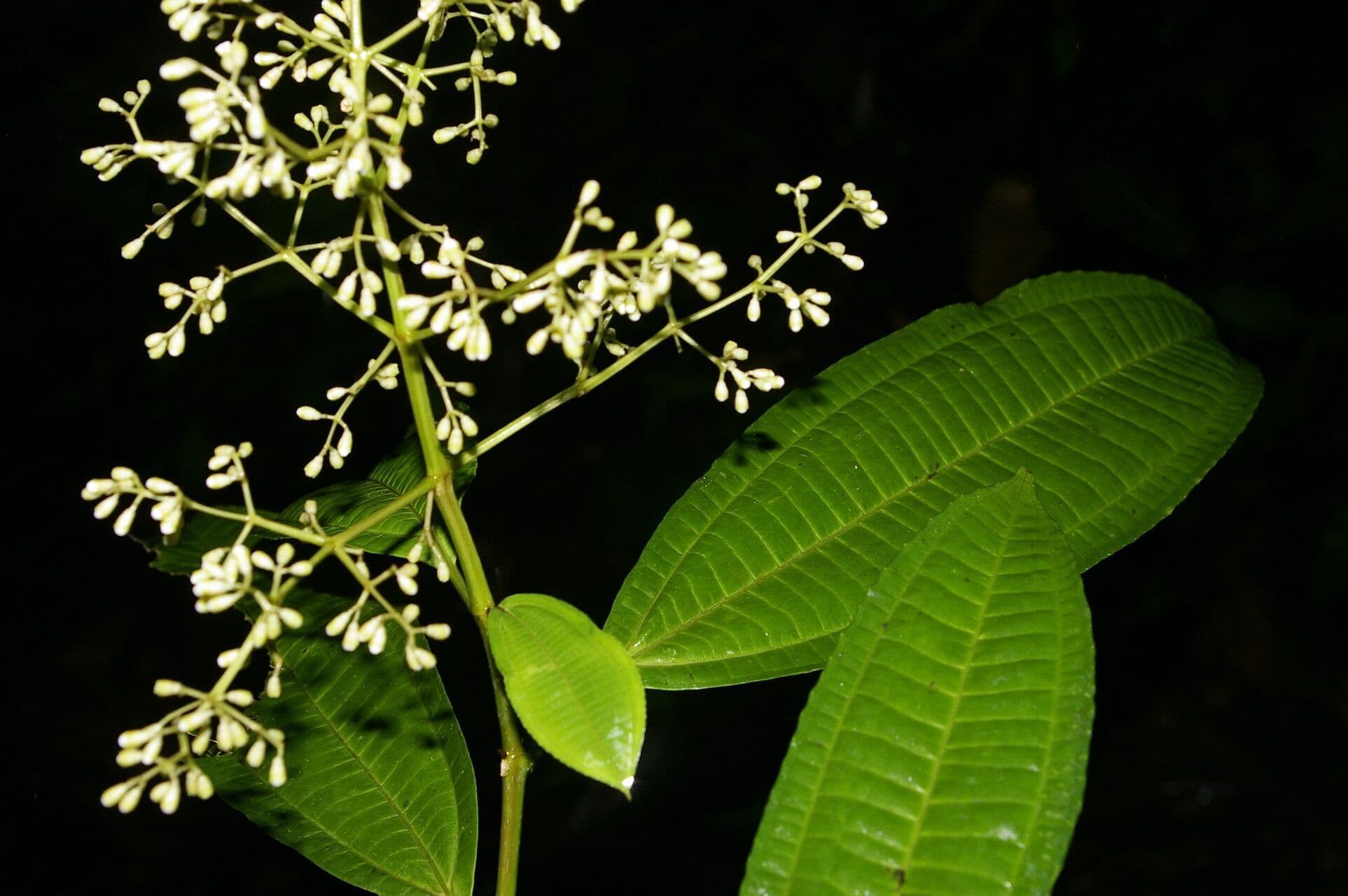 Miconia 5
