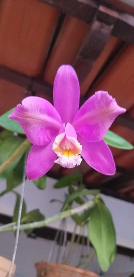 Cattleya Harrisona 3