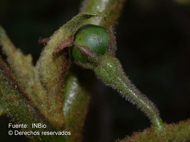 Solanum nudo 4