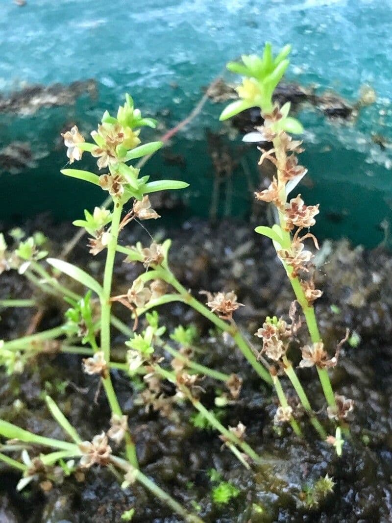 Crassula acquatica 4