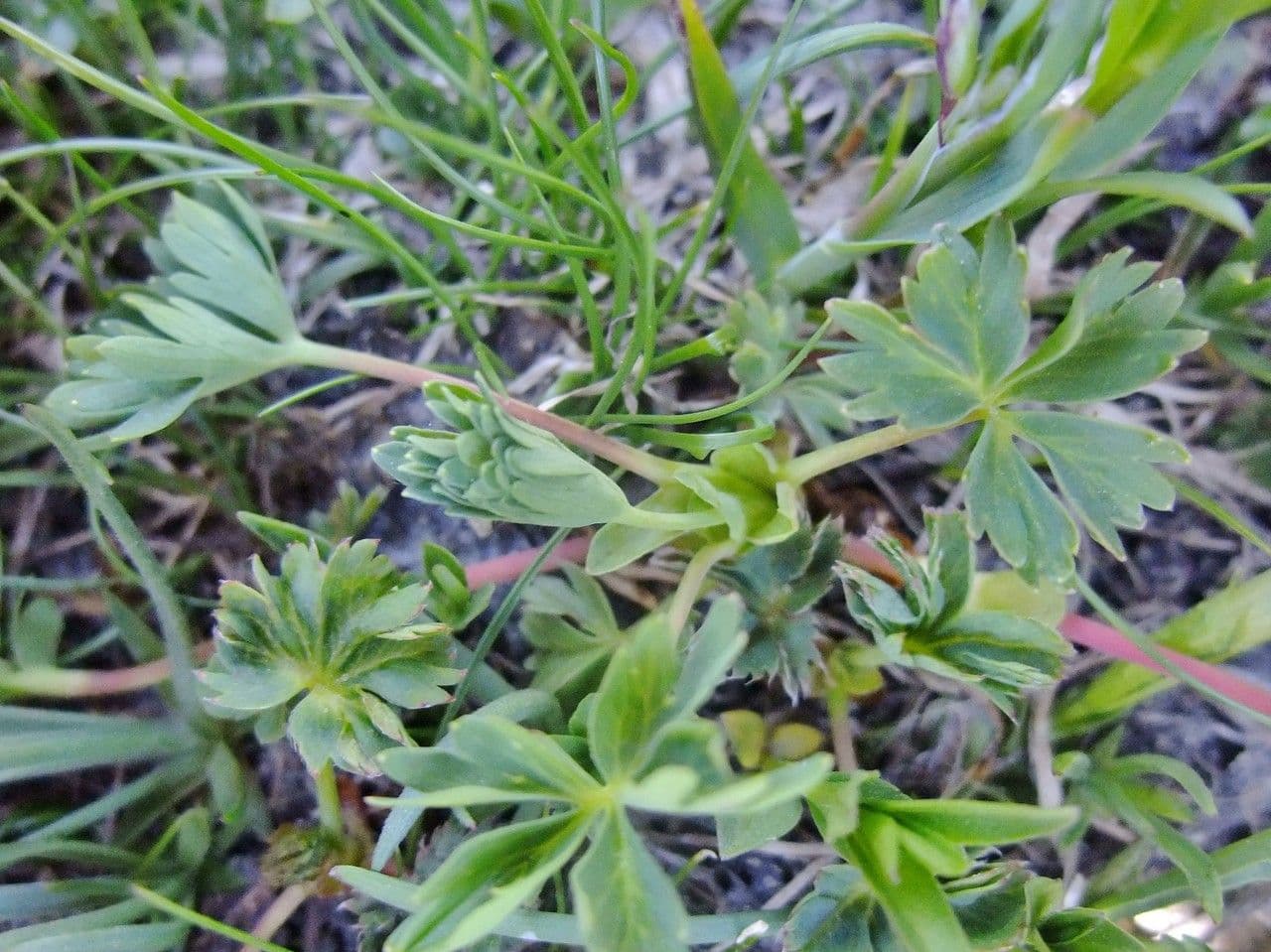 Alchemilla pentafilla 8