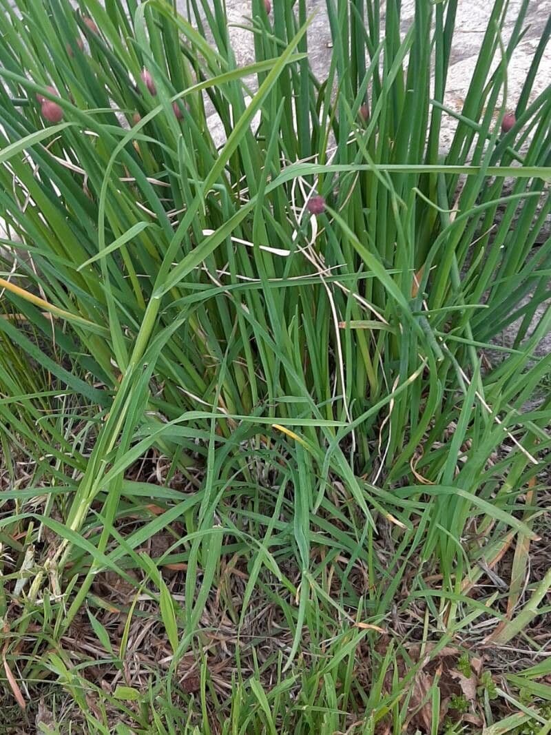 Aglio perenne 11