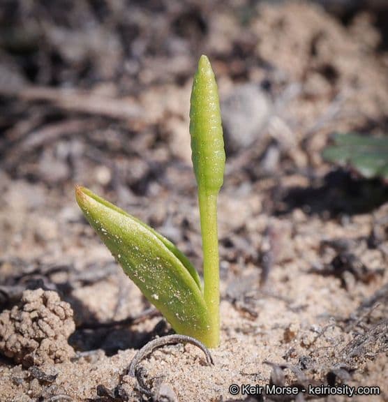 Ophioglossum californicum 6