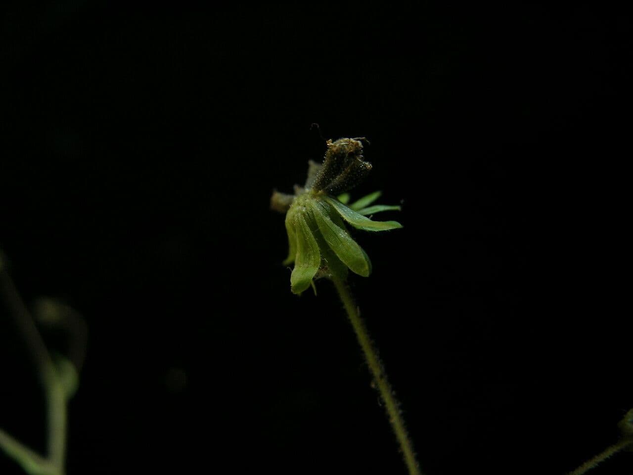 Adenostemma comune 2
