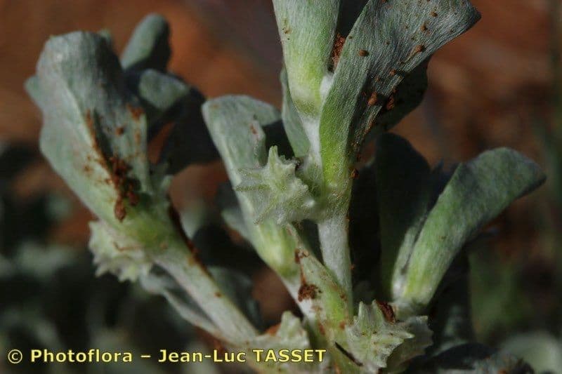 Micropus supinus 2